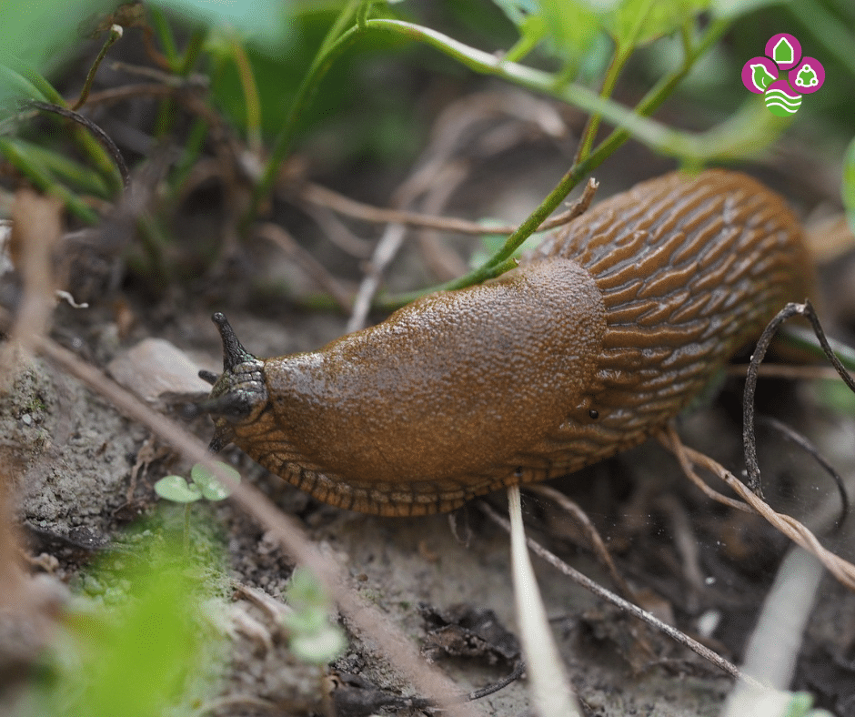 Vies voor slakken, fijn voor vogels: 10 tuinplanten