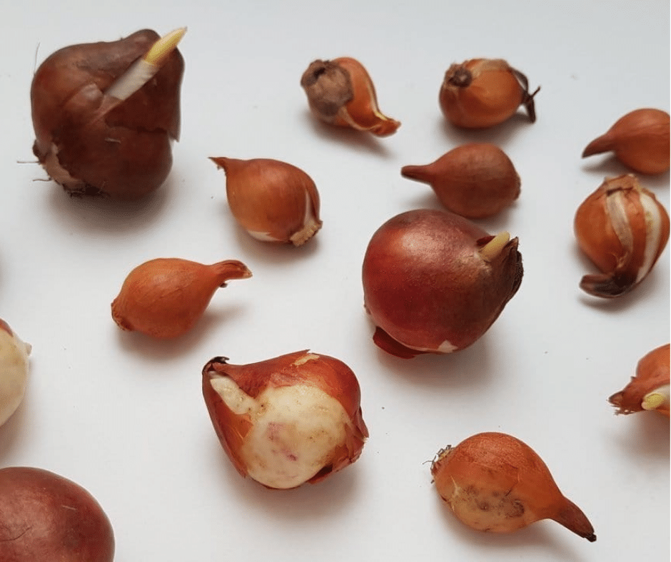Bloembollen planten? Het is er weer tijd voor en groene vingers heb je er niet voor nodig.