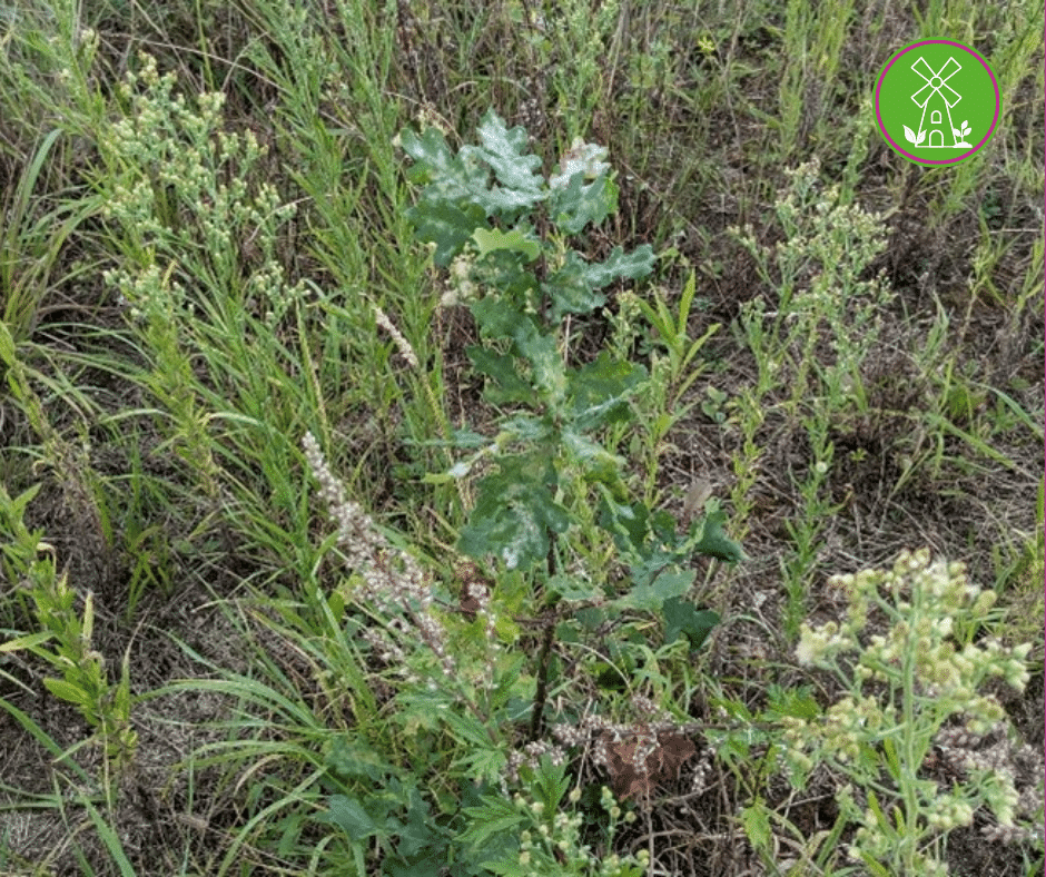 Oproep: Kom op zaterdag 1 november boompjes en planten redden in Arkel!