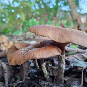paddenstoelen telling